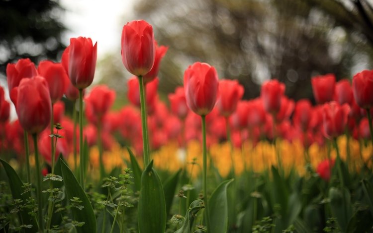 цветы, природа, тюльпаны, flowers, nature, tulips