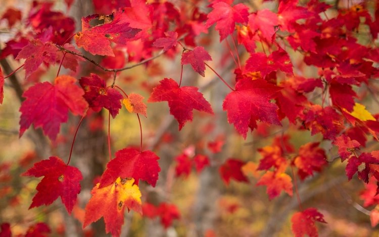 природа, листья, осень, осен, nature, leaves, autumn