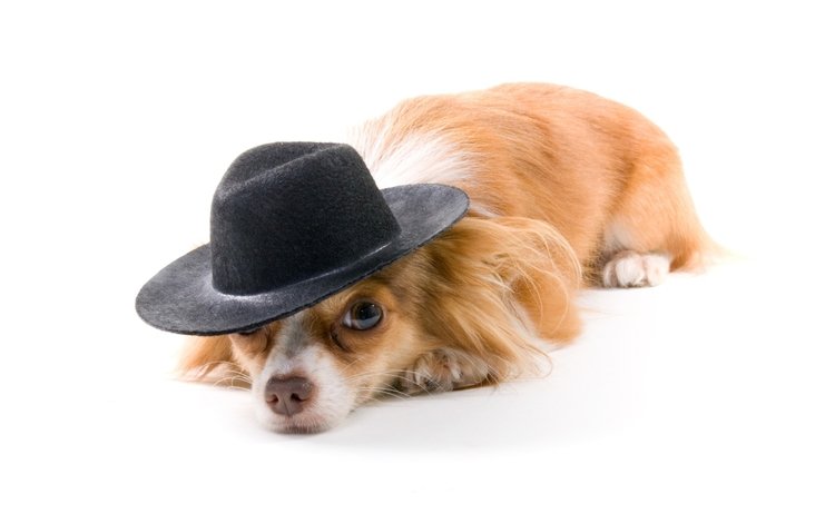 собака, рыжая, белый фон, шляпа, чихуахуа, длинношерстная, dog, red, white background, hat, chihuahua, longhair