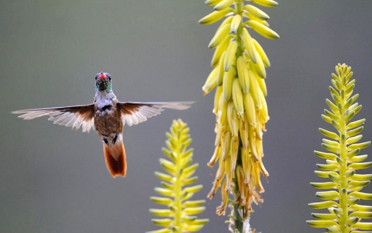 цветы, крылья, птица, желтые, колибри, птаха, flowers, wings, bird, yellow, hummingbird