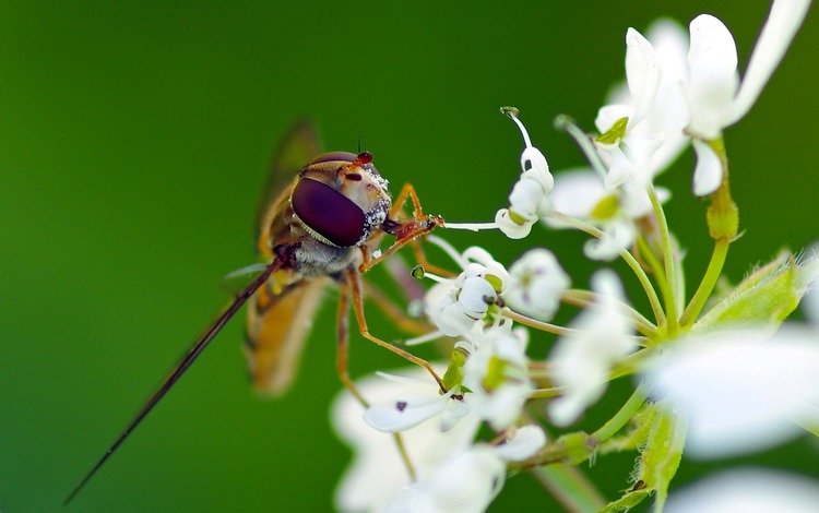 макро, насекомое, цветок, белый, муха, журчалка, ziva & amir, macro, insect, flower, white, fly, gorzalka