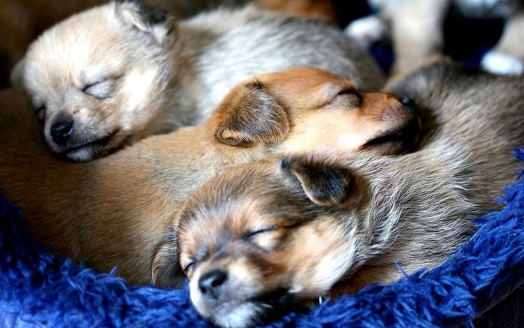 подстилка, щенки, синяя, собаки, милые, спящие, litter, puppies, blue, dogs, cute, sleeping