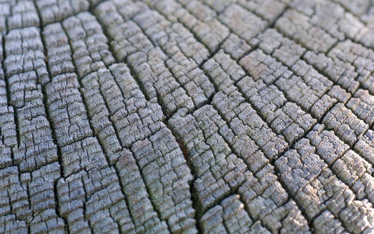 дерево, текстура, макро, узор, древесина, пень, tree, texture, macro, pattern, wood, stump