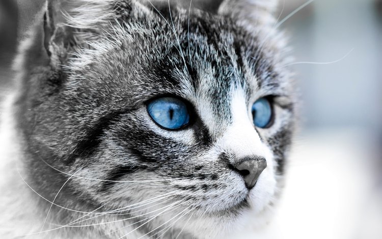 глаза, морда, кошка, луна, синие, eyes, face, cat, the moon, blue