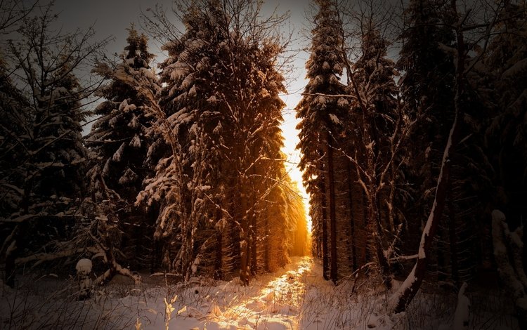 свет, хвойные, деревья, солнце, снег, лес, зима, лучи, германия, light, coniferous, trees, the sun, snow, forest, winter, rays, germany