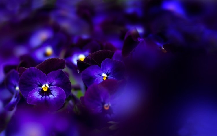 цветы, макро, синие, анютины глазки, flowers, macro, blue, pansy
