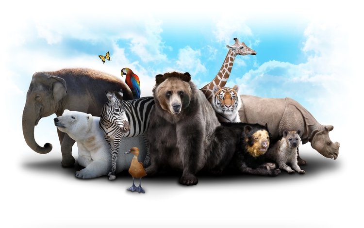 тигр, жираф, небо, попугай, облака, звери, зебра, белый медведь, слон, утка, медведь, коала, бабочка, гиена, носорог, tiger, giraffe, the sky, parrot, clouds, animals, zebra, polar bear, elephant, duck, bear, koala, butterfly, hyena, rhino
