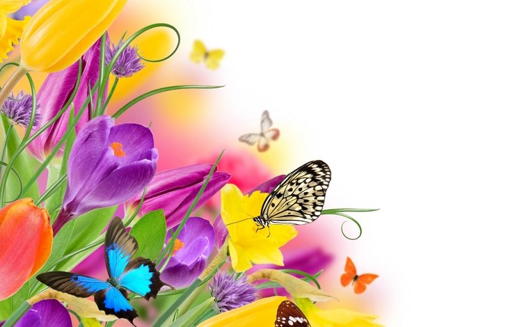 цветы, парное, насекомые, butterflies, весенние, весна, красочная, лиловая, тюльпаны, бабочки, жёлтая, красива, тульпаны,  цветы, flowers, fresh, insects, colorful, spring, purple, tulips, butterfly, yellow, beautiful
