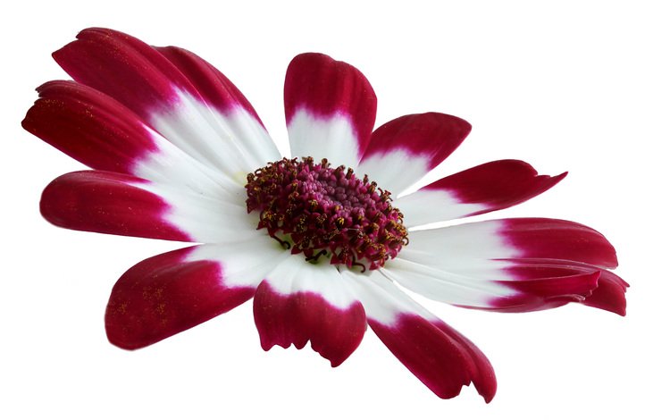 макро, цветок, лепестки, хризантема, бордово-белая, macro, flower, petals, chrysanthemum, burgundy-white