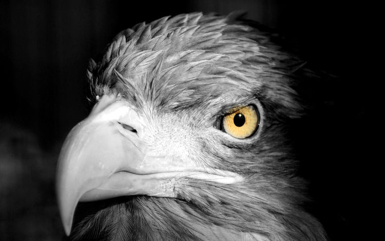 фон, взгляд, хищник, птица, клюв, перья, голова, background, look, predator, bird, beak, feathers, head