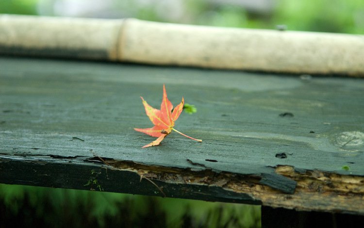 осень, лист, скамейка, кленовый лист, autumn, sheet, bench, maple leaf