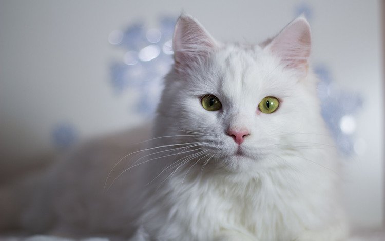 глаза, усы, кошка, белая, eyes, mustache, cat, white