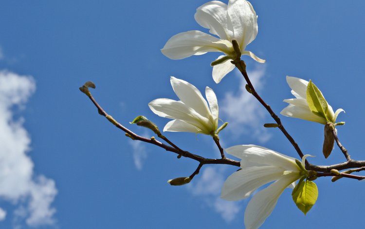 небо, цветы, облака, ветка, магнолия, the sky, flowers, clouds, branch, magnolia