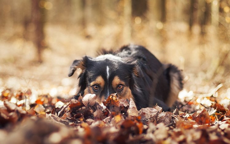 природа, листья, взгляд, осень, собака, nature, leaves, look, autumn, dog
