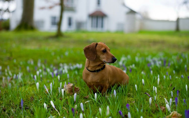 цветы, трава, собака, ошейник, такса, flowers, grass, dog, collar, dachshund