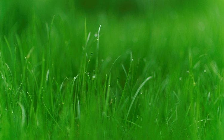 трава, природа, зелень, макро, ава, grass, nature, greens, macro, ava