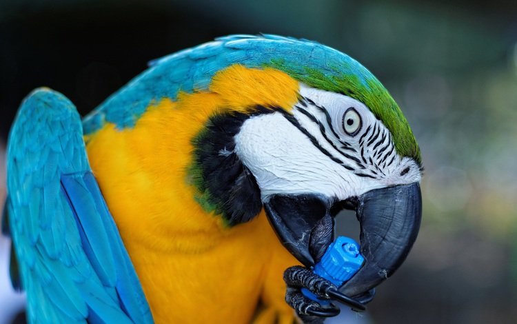 птица, клюв, попугай, ара, сине-желтый, bird, beak, parrot, ara, blue-yellow