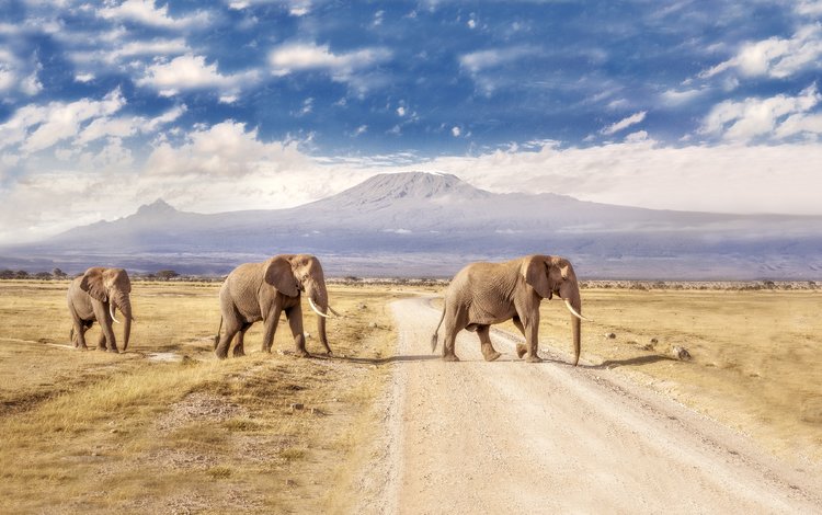 дорога, горы, пейзаж, слоны, road, mountains, landscape, elephants