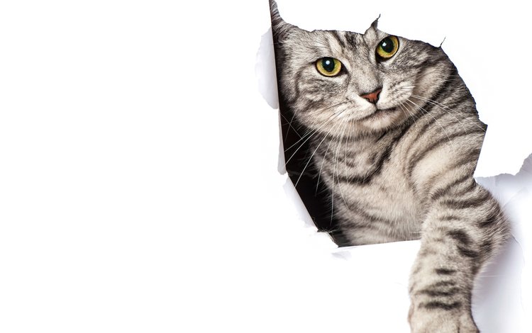 кот, кошка, бумага, серый, белый фон, лапа, полосатый, cat, paper, grey, white background, paw, striped