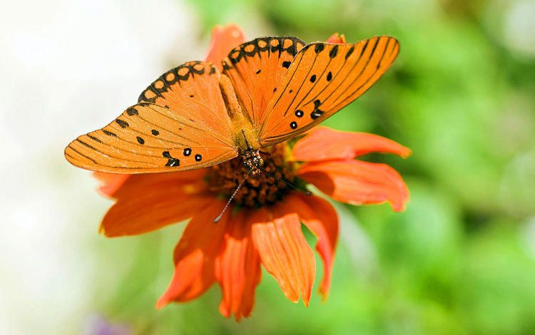 макро, цветок, бабочка, крылья, насекомые, растение, macro, flower, butterfly, wings, insects, plant
