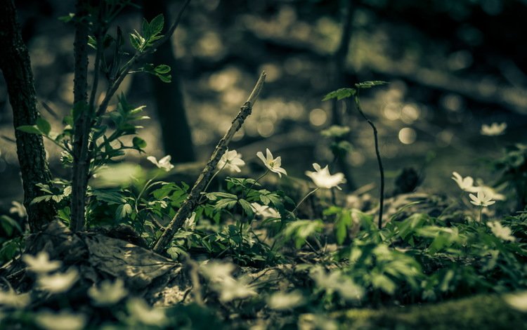 цветы, природа, лес, flowers, nature, forest