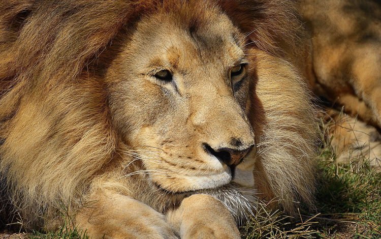 африка, хищник, красивый, лев, грива, львёнок, africa, predator, beautiful, leo, mane, lion