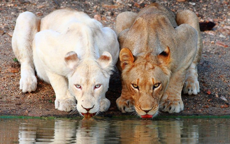 львы, коричневая, белая, водопой, львицы, lions, brown, white, drink, lioness