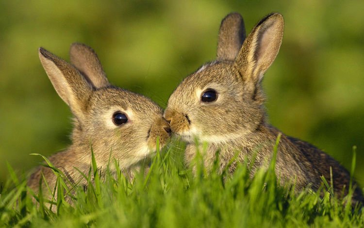 трава, животные, лето, кролики, зайцы, grass, animals, summer, rabbits