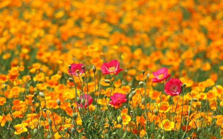 цветы, поле, маки, луг, весна, разные вместе, flowers, field, maki, meadow, spring, different together