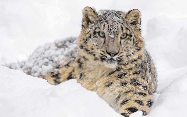 морда, дикая кошка, снег, молодой, зима, детеныш, снежный леопард, лежит, хищник, снежный барс, ирбис, зоопарк, face, wild cat, snow, young, cub, winter, lies, predator, snow leopard, irbis, zoo
