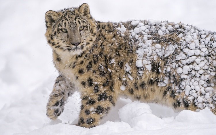 морда, дикая кошка, снег, молодой, пятна, снежный леопард, хищник, снежный барс, мех, ирбис, барс, face, wild cat, snow, young, spot, predator, snow leopard, fur, irbis, bars