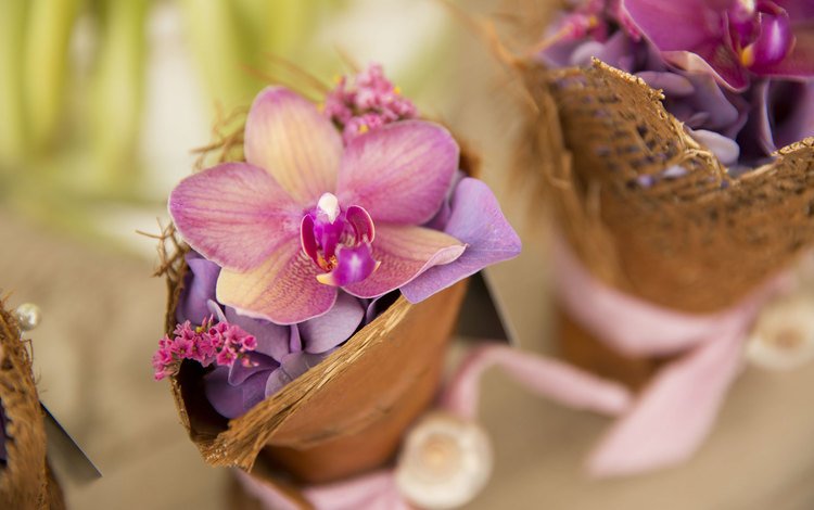 цветы, цветок, лепестки, орхидея, орхидеи, гортензия, корзинки, flowers, flower, petals, orchid, orchids, hydrangea, baskets
