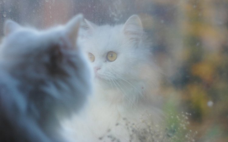 отражение, кошка, белая, reflection, cat, white