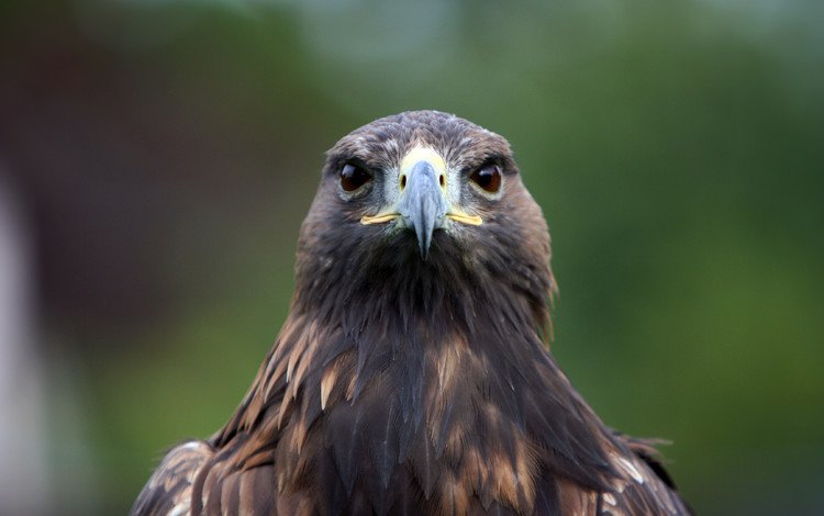 орел, птица, клюв, перья, хищная, eagle, bird, beak, feathers, predatory