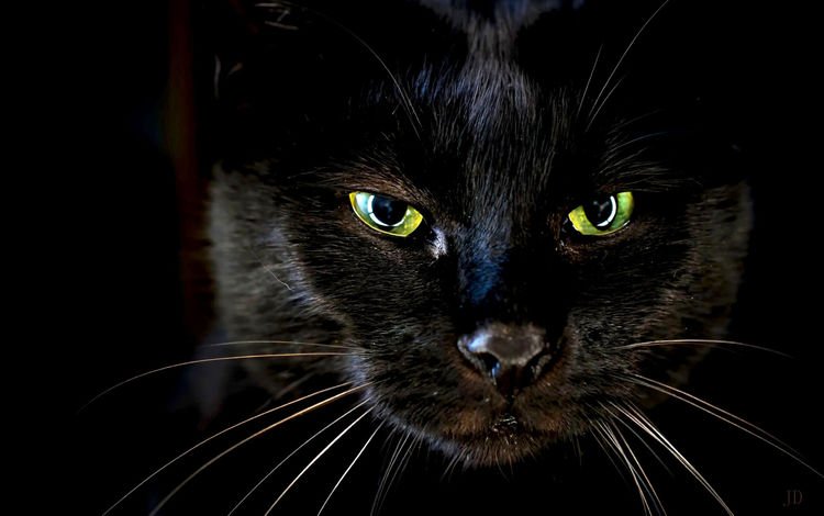 глаза, кот, усы, кошка, черный, eyes, cat, mustache, black