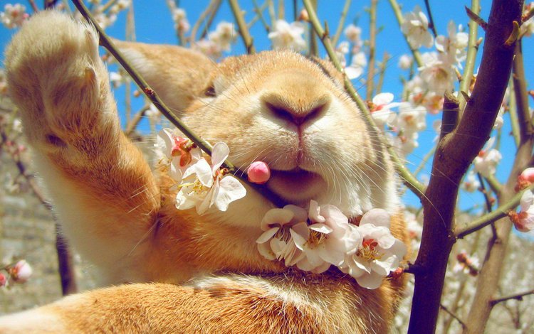 небо, цветение, весна, кролик, the sky, flowering, spring, rabbit