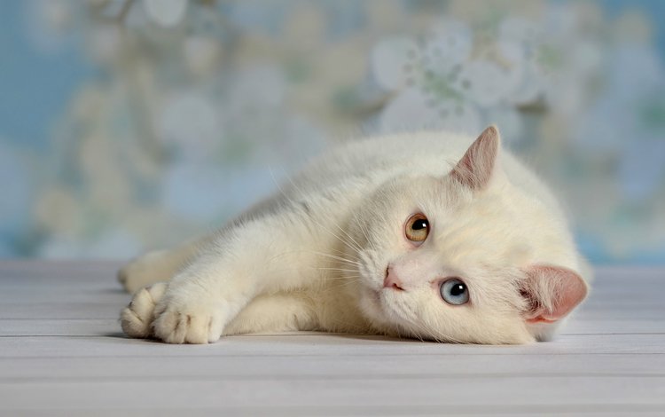 глаза, кот, белый, отдых, лень, eyes, cat, white, stay, laziness