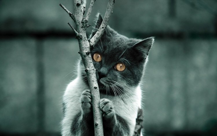 дерево, фон, когти, кошка. взгляд, tree, background, claws, cat. look
