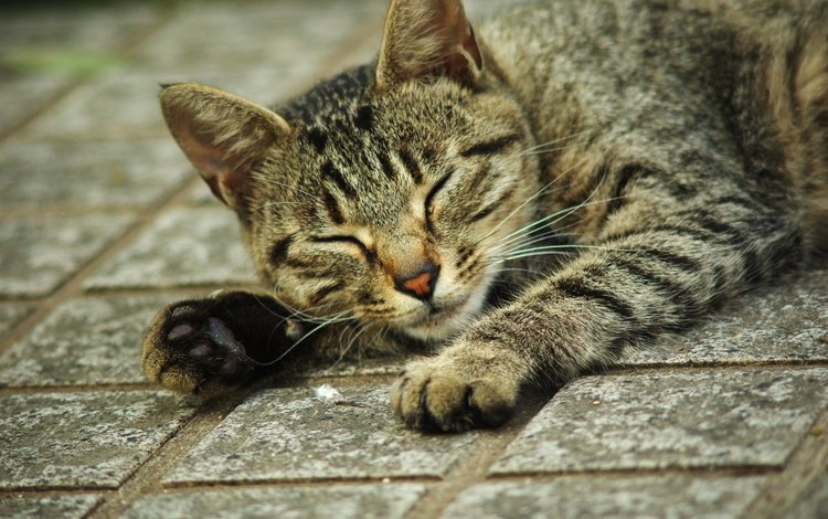 кот, кошка, лежит, лапки, полосатый, cat, lies, legs, striped
