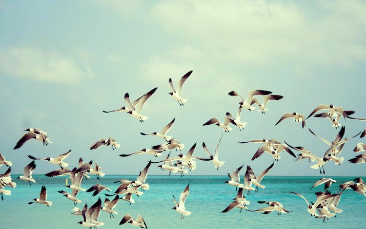 небо, вода, море, полет, крылья, птицы, чайки, the sky, water, sea, flight, wings, birds, seagulls