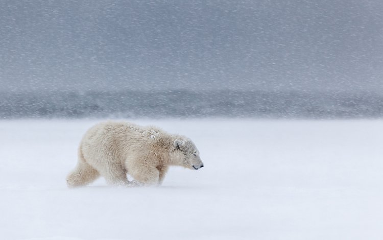 снег, медведь, ветер, метель, белый медведь, snow, bear, the wind, blizzard, polar bear