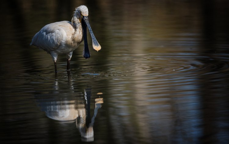 вода, отражение, птица, клюв, белая, колпица, water, reflection, bird, beak, white, spoonbill
