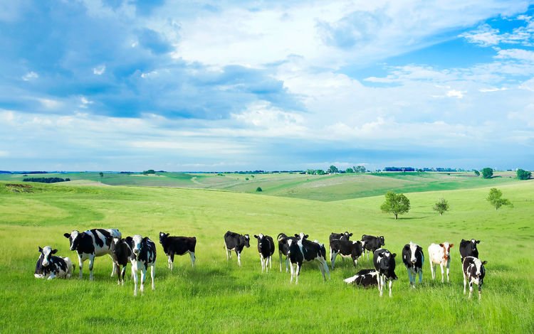 природа, животные, поле, коровы, nature, animals, field, cows