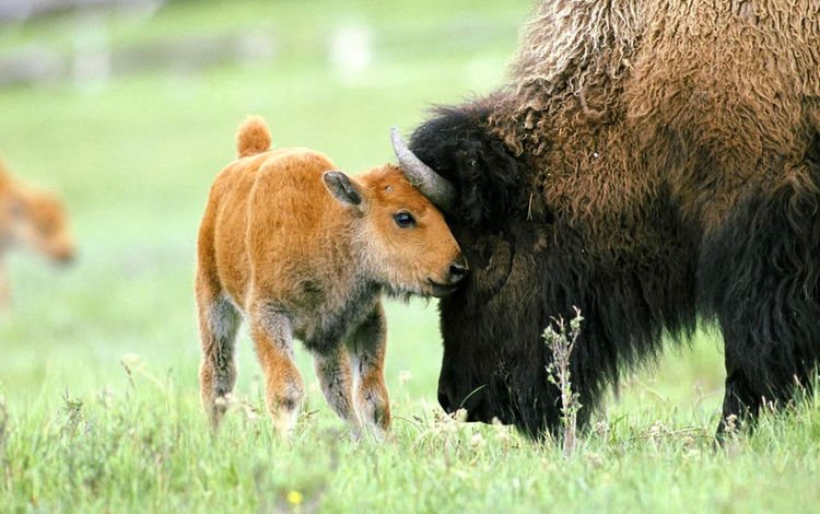 природа, животные, бизоны, зубры, nature, animals, buffalo, bison