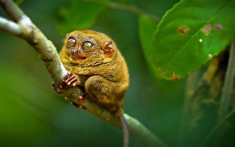 глаза, примат, долгопят, eyes, the primacy of, tarsier