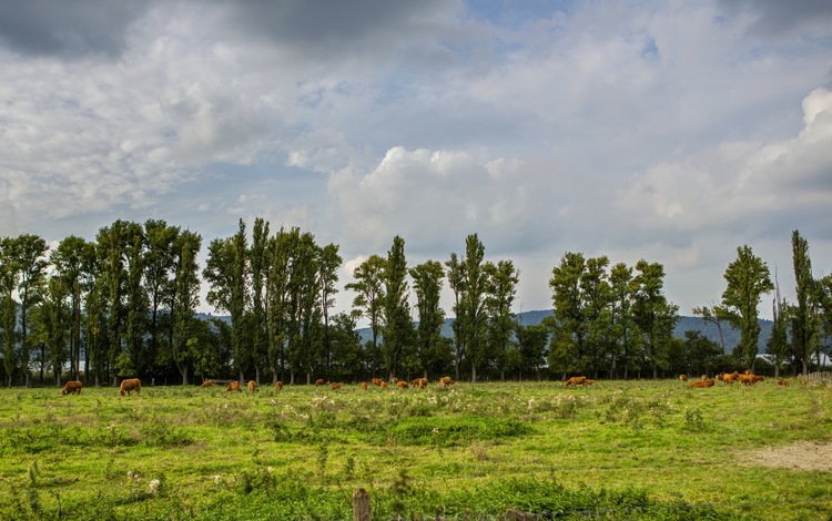 трава, облака, природа, луг, германия, коровы, glees, grass, clouds, nature, meadow, germany, cows