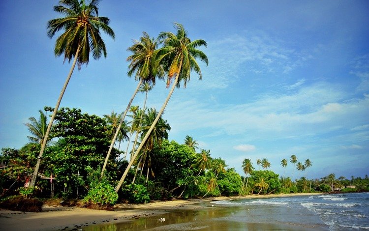 природа, волны, море, пляж, пальмы, nature, wave, sea, beach, palm trees