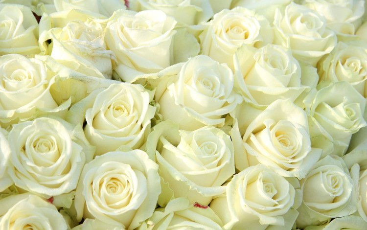 цветы, розы, белые, flowers, roses, white