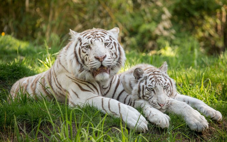 тигр, трава, кошка, пара, отдых, белый тигр, tiger, grass, cat, pair, stay, white tiger