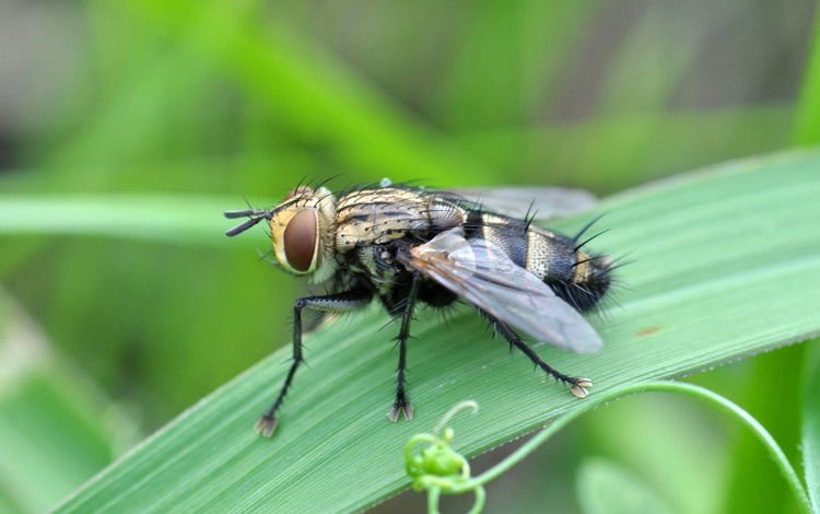 глаза, трава, насекомое, крылья, муха, eyes, grass, insect, wings, fly